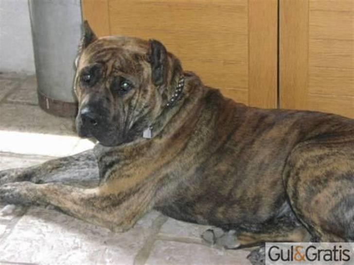 Blanding af racer Gangster - Her er min far! billede 11