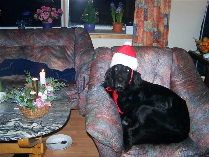 Hovawart Anton   - Øv altså den skide hue, og så skal han også tage billeder billede 8