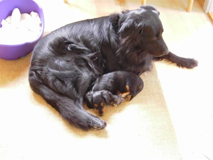 Hovawart Anton   - Et billede fra den tidligere ejer billede 9