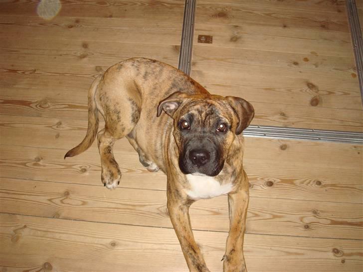 Blanding af racer Gangster billede 12