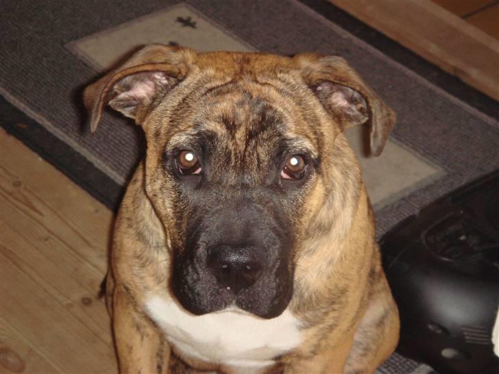 Blanding af racer Gangster billede 13