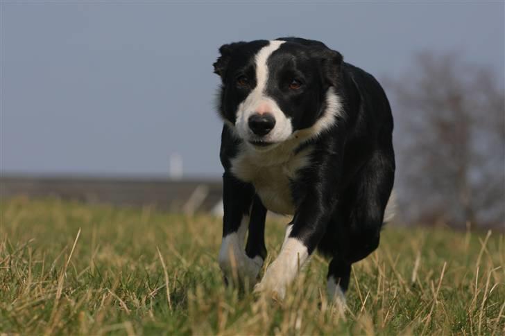 Border collie Joy - himmelhund billede 1
