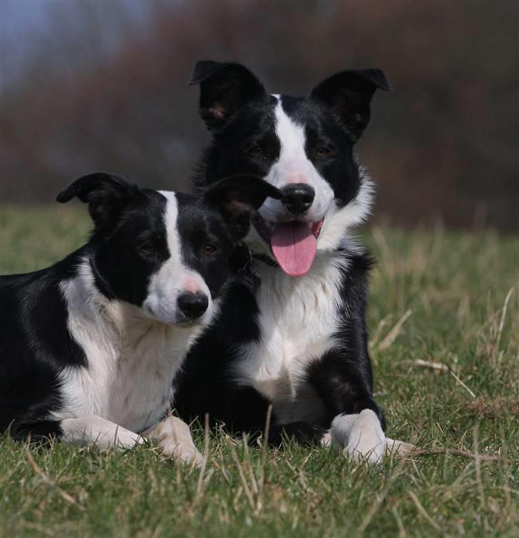 Border collie Joy - himmelhund billede 2