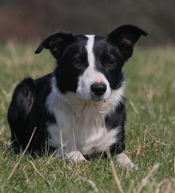 Border collie Joy - himmelhund billede 3