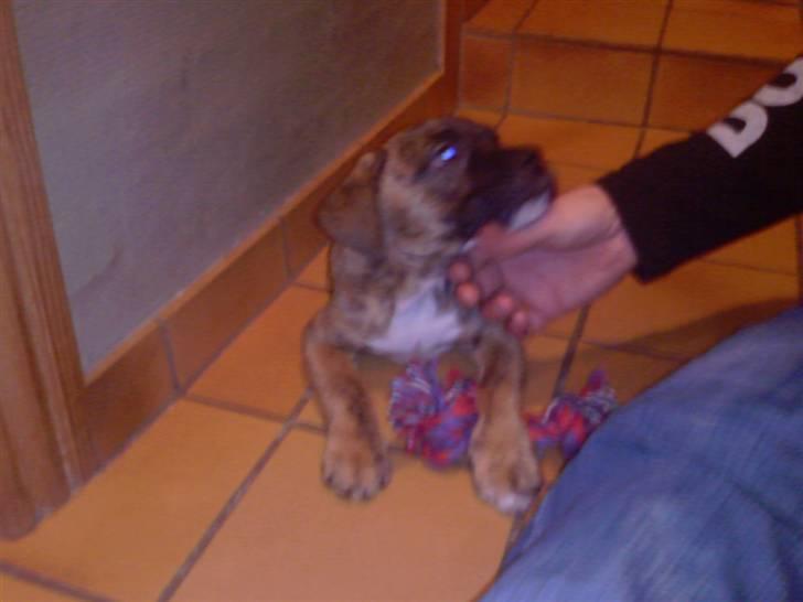 Blanding af racer Gangster billede 14