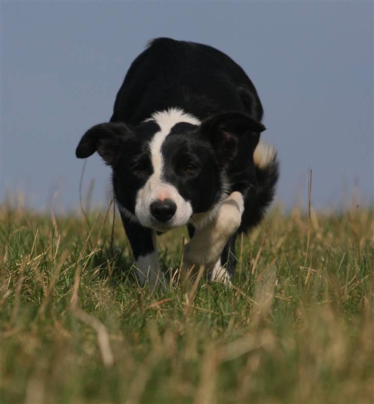 Border collie Joy - himmelhund billede 4
