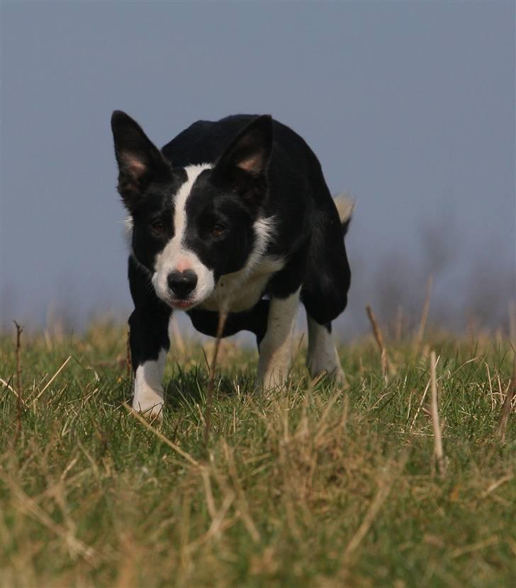 Border collie Joy - himmelhund billede 5