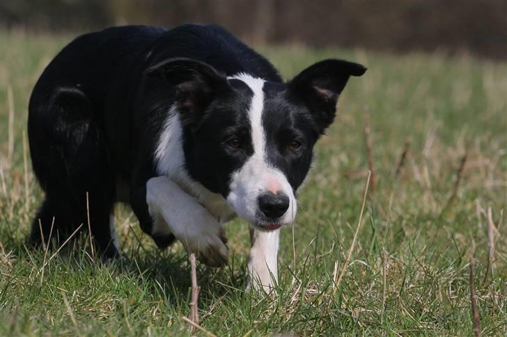 Border collie Joy - himmelhund billede 6