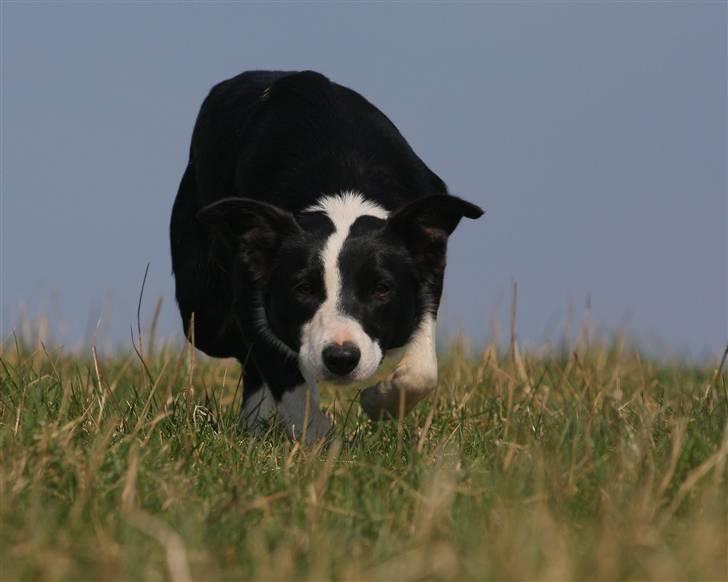 Border collie Joy - himmelhund billede 7