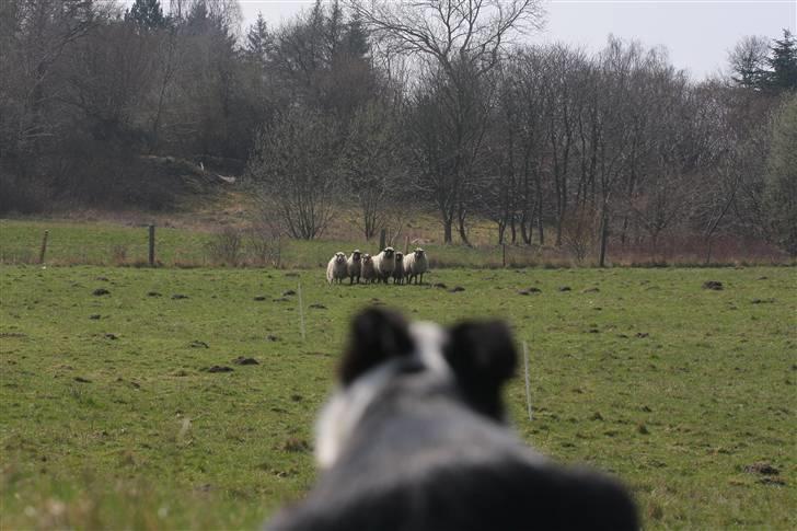 Border collie Joy - himmelhund billede 8