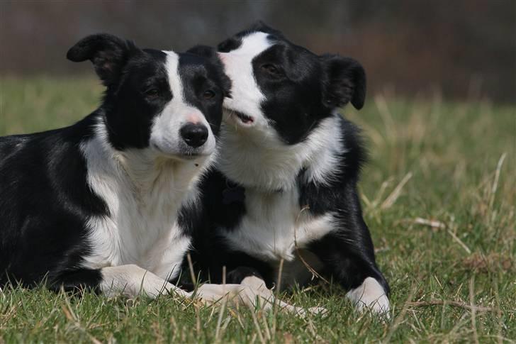 Border collie Joy - himmelhund billede 9