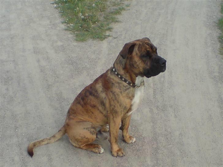 Blanding af racer Gangster billede 15