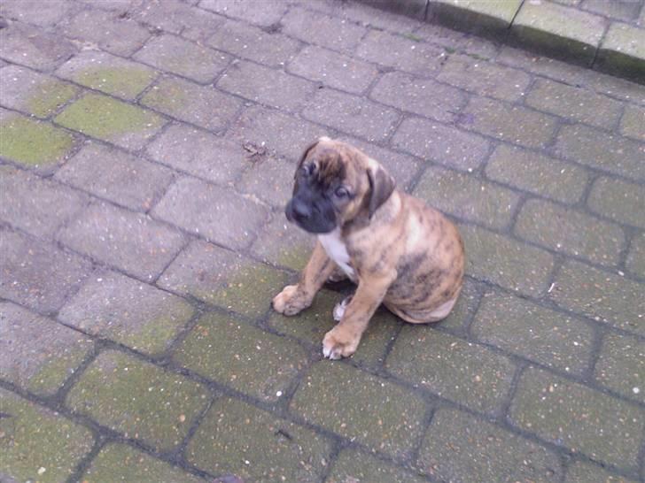 Blanding af racer Gangster billede 16