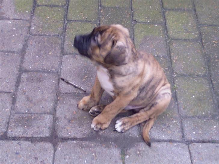 Blanding af racer Gangster billede 17