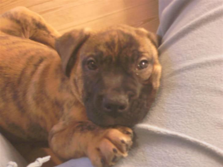 Blanding af racer Gangster billede 18