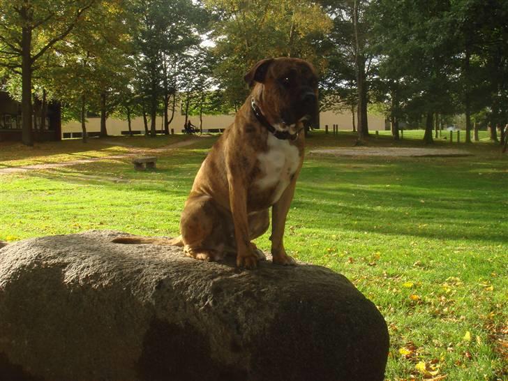 Blanding af racer Gangster billede 19