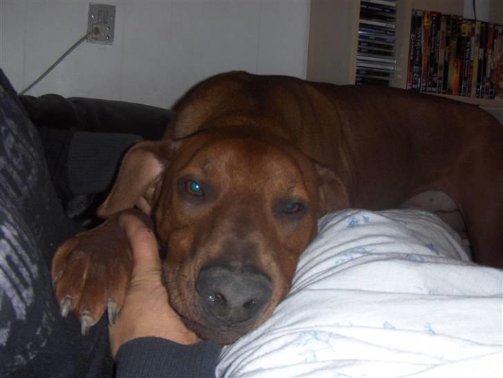 Blanding af racer Nico billede 7