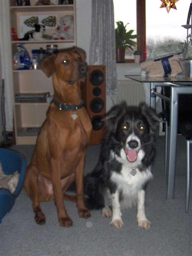 Blanding af racer Nico billede 8