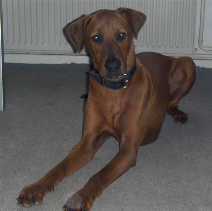 Blanding af racer Nico billede 9