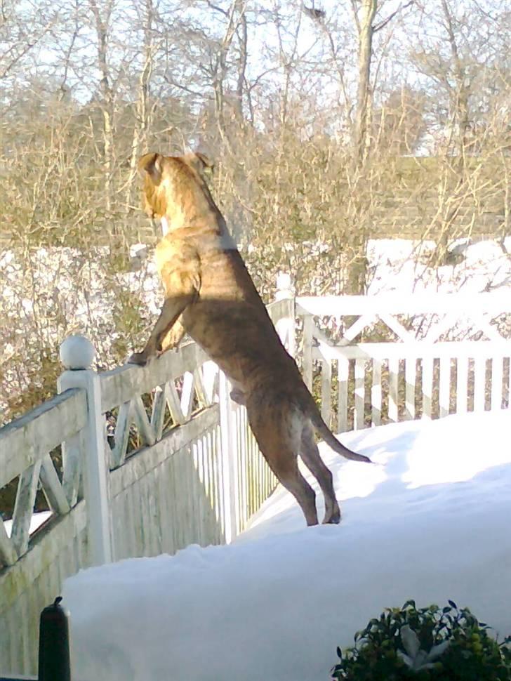 Amerikansk staffordshire terrier R.I.P True Staff Gandalf billede 5