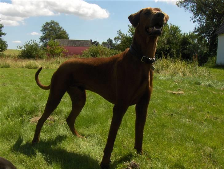 Blanding af racer Nico billede 10