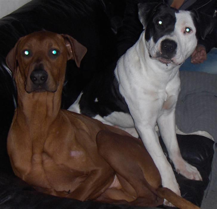 Blanding af racer Nico billede 11