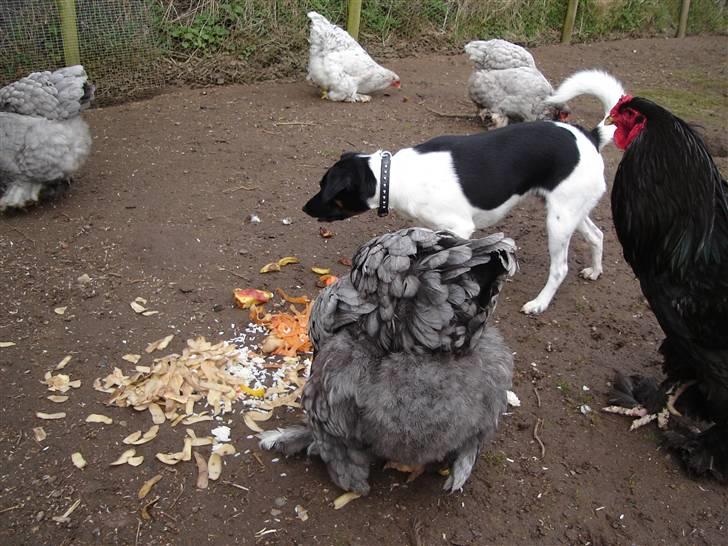 Dansk svensk gaardhund Balter - Ja hønsene skal i hvert fald ikke have kartoflerne billede 10