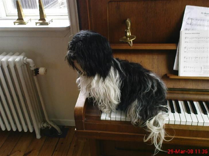 Bichon havanais Luna - Hyggepianisten billede 1