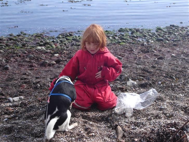 Dansk svensk gaardhund Balter - Det er nu hyggeligt at være på stranden med Cecilie  billede 11
