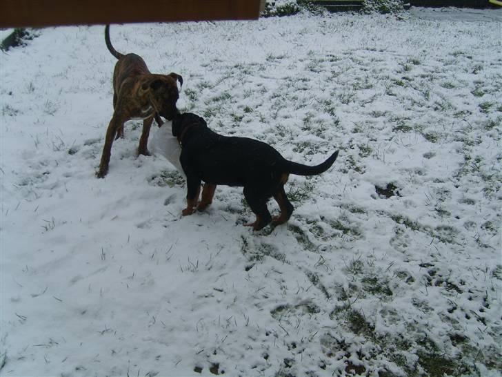 Rottweiler Coco billede 12