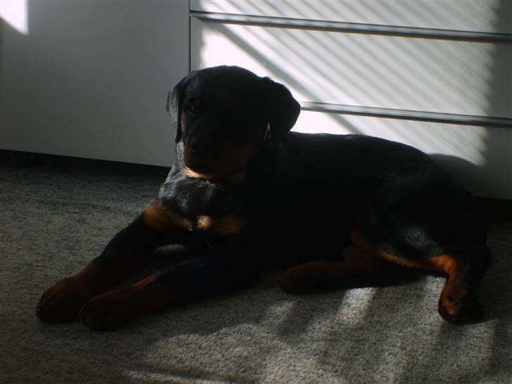 Rottweiler Coco billede 13