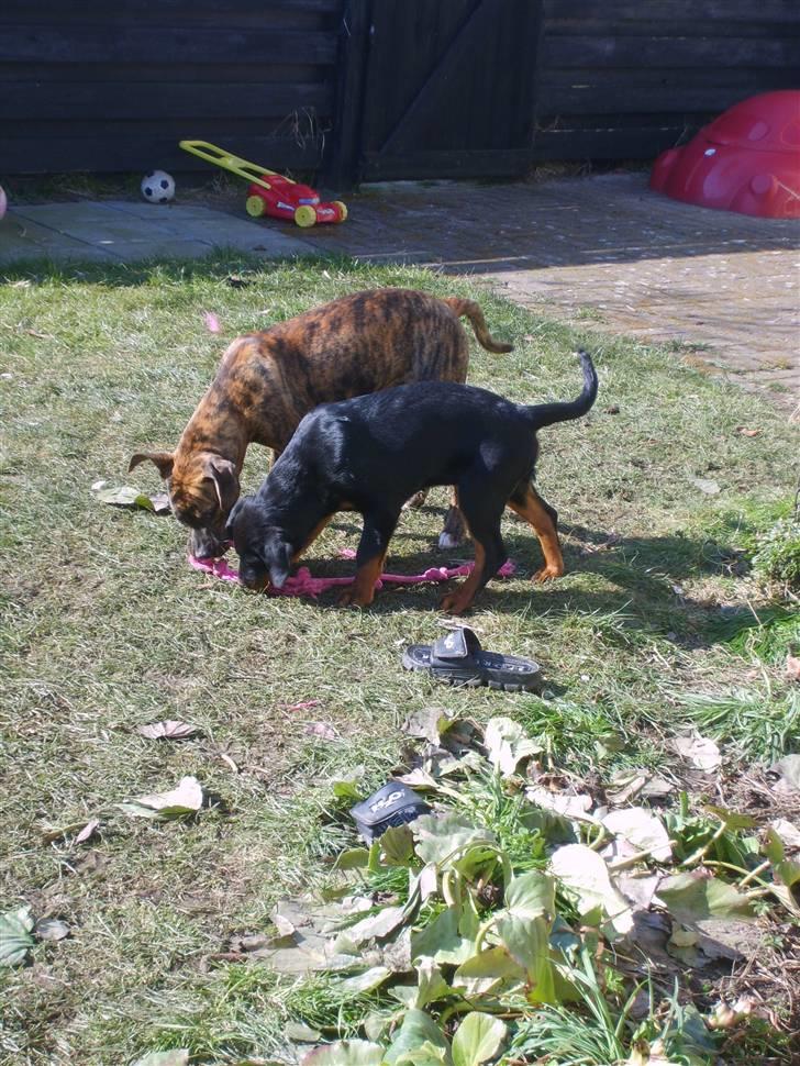 Rottweiler Coco billede 14