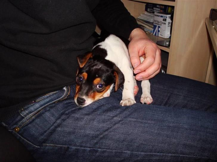 Dansk svensk gaardhund Sille - Oppe hos bror mand:D billede 1