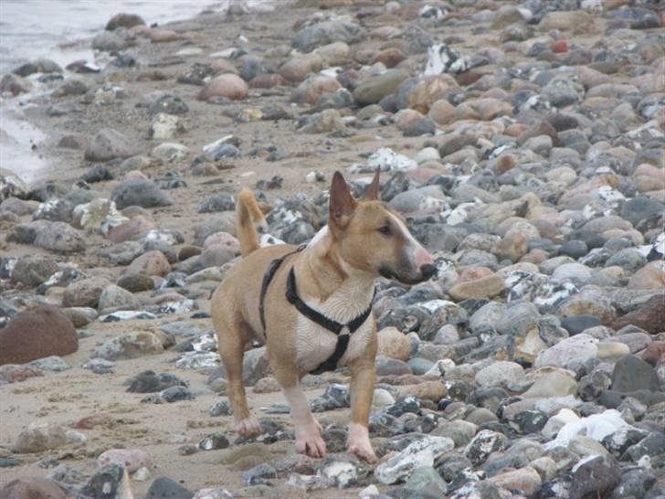 Bullterrier miniature Rocco billede 15