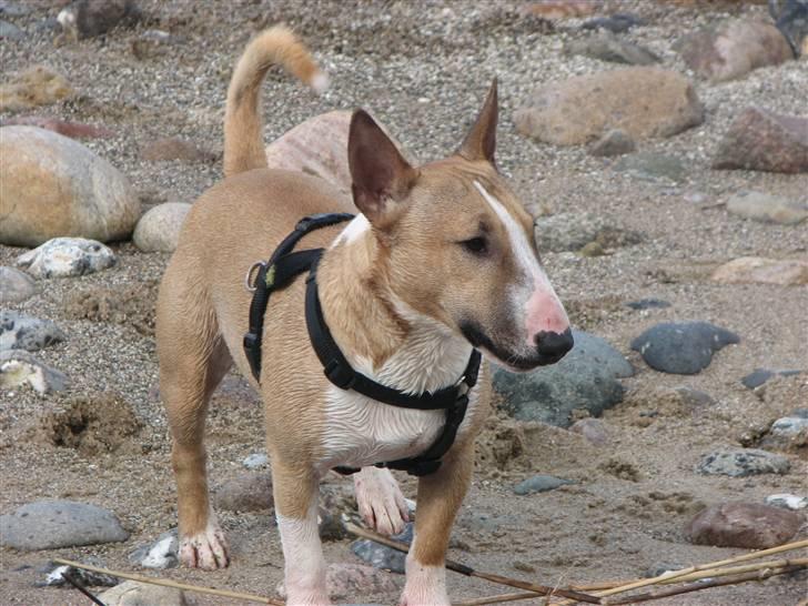 Bullterrier miniature Rocco billede 16