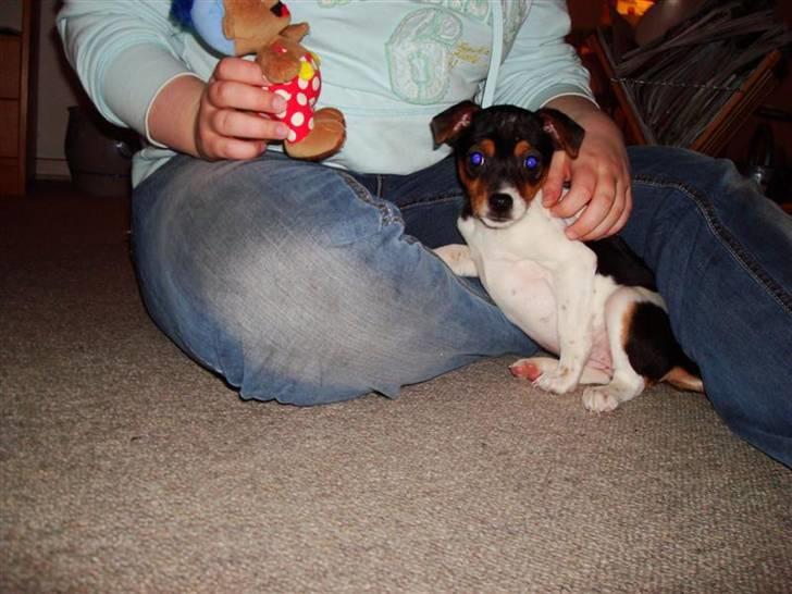 Dansk svensk gaardhund Sille - Altså, skal i tage billeder af mig hele tiden?:P billede 2