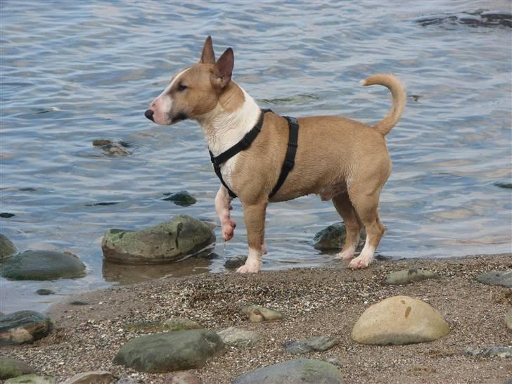 Bullterrier miniature Rocco billede 17