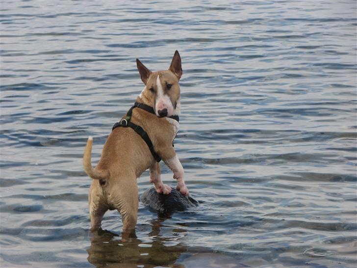 Bullterrier miniature Rocco billede 18