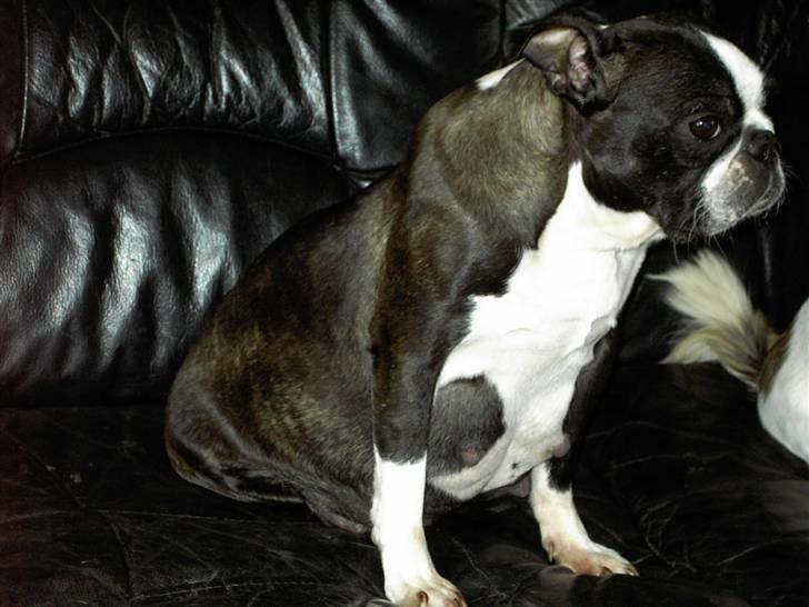 Boston terrier Roxy. R.I.P den 21/10-2011 billede 10