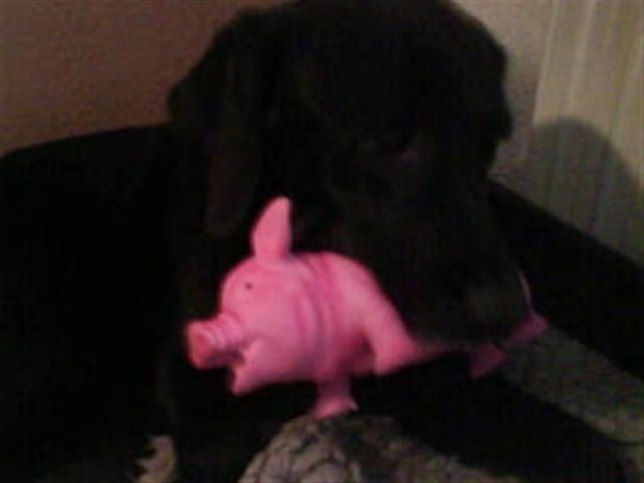 Labrador retriever Gibson *R.I.P* - Gibson med sin julegave [: - En gris som larmer forfærdenligt når han bider i den [; billede 9