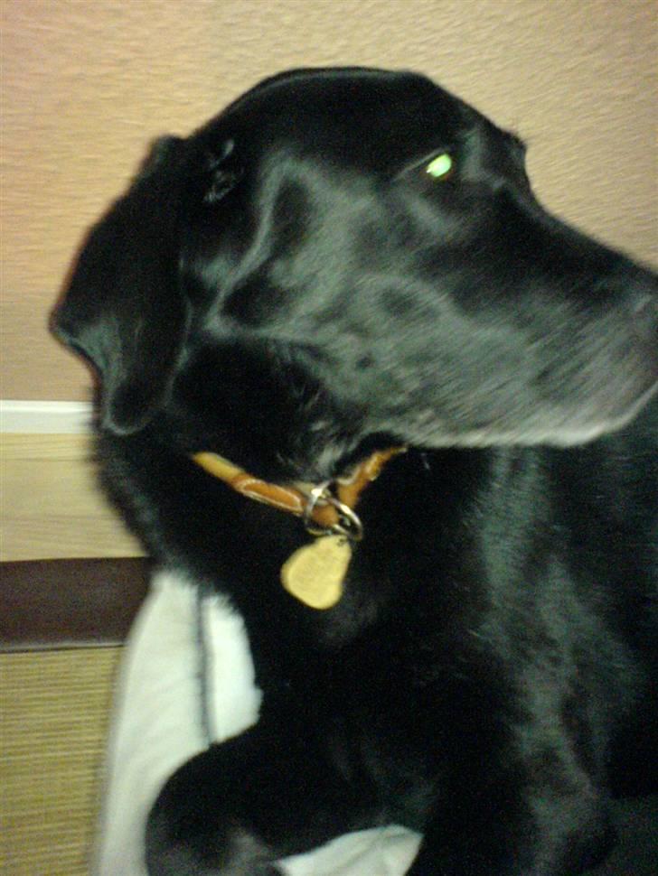 Labrador retriever Gibson *R.I.P* - I profil [: - Hot´Hot <3 billede 10