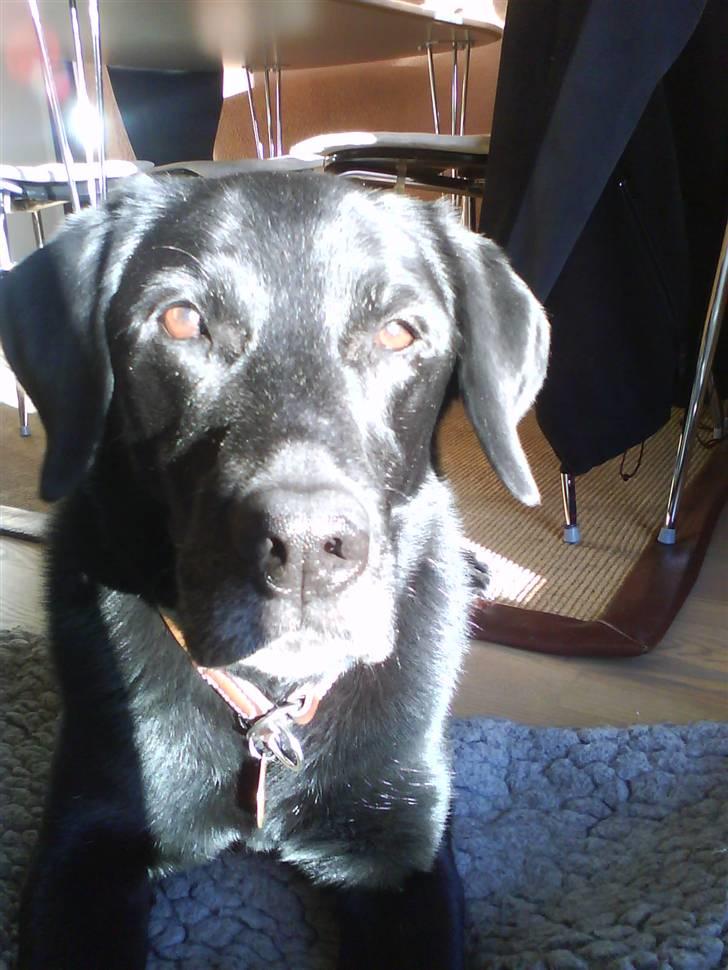 Labrador retriever Gibson *R.I.P* - Ligger på tæppet med solen i hovedet [: Lækker´Lækker <3 Elsker dig <3 billede 11