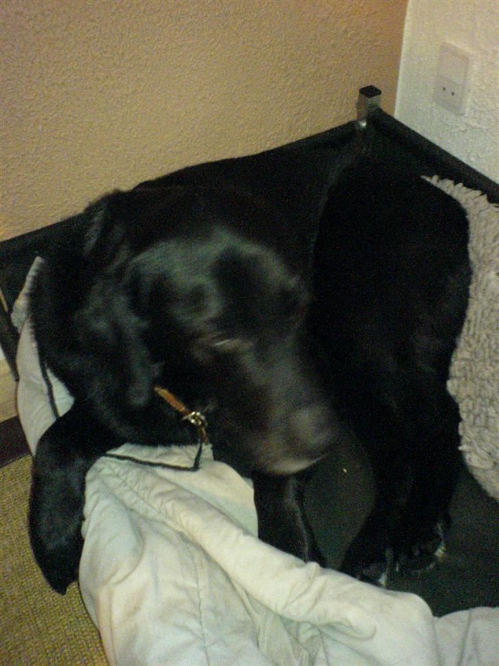 Labrador retriever Gibson *R.I.P* - Gibson ligger i kurven [: billede 12
