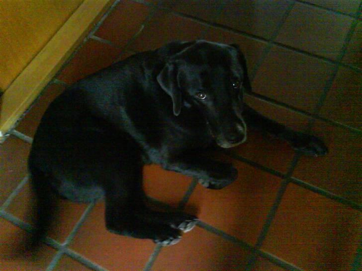 Labrador retriever Gibson *R.I.P* - Gibson ligger på gulvet [: - Er det mig du kigger sådan på? ö billede 13