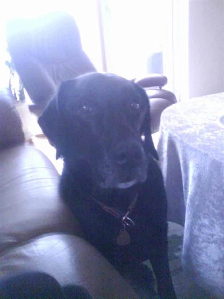 Labrador retriever Gibson *R.I.P* - Lige klemt sig ind mellem sofaen og stue bordet. - Kær <3  billede 14