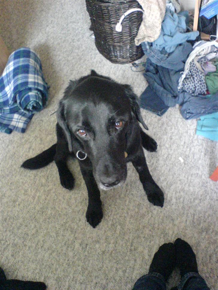 Labrador retriever Gibson *R.I.P* - "Du skal ikke tro det er mig der har rodet sådan, det kom af sig selv ;D billede 15
