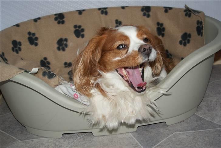 Cavalier king charles spaniel Simba R.I.P <3 - min lille mus gaber <3 billede 15