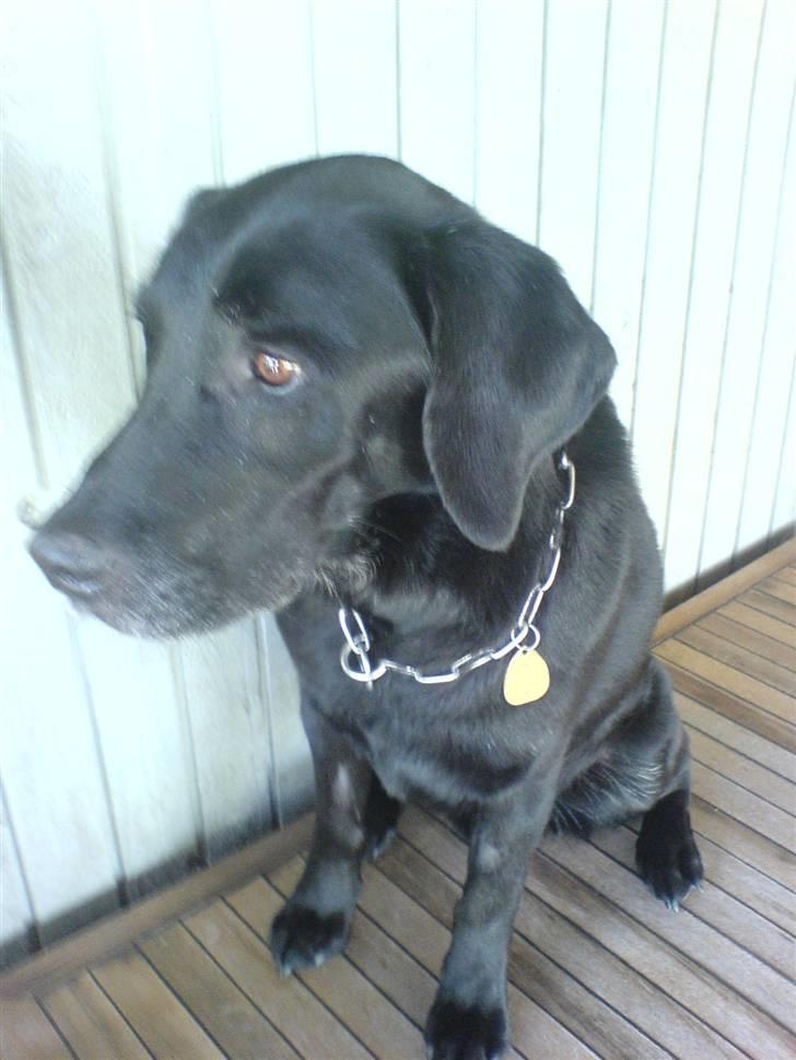 Labrador retriever Gibson *R.I.P* - Smuk´Smuk <3 - Sidder på hønneboksen og kigger [: billede 16