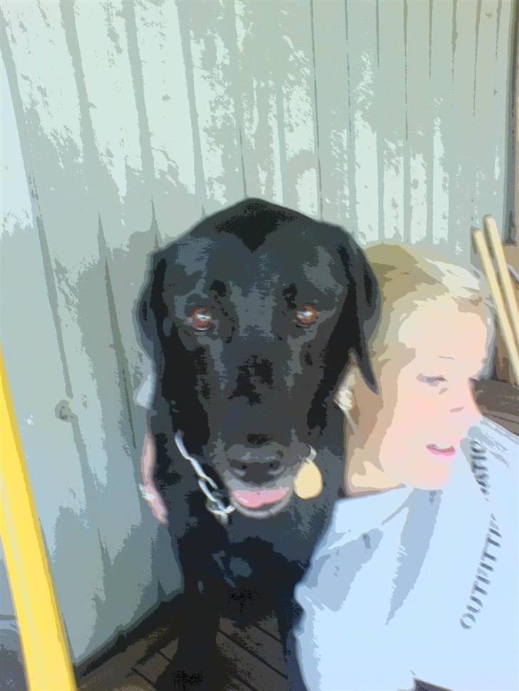 Labrador retriever Gibson *R.I.P* - Gibson & Min søster i specielle farver [; Sommer 07 billede 17