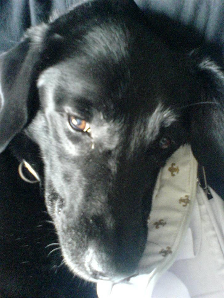 Labrador retriever Gibson *R.I.P* - Nuttet´Nuttet & jeg kan lide det <3  billede 18